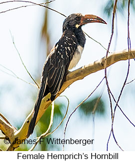 Hemprich's Hornbill - © James F Wittenberger and Exotic Birding LLC