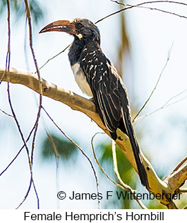 Hemprich's Hornbill - © James F Wittenberger and Exotic Birding LLC