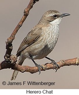 Herero Chat - © James F Wittenberger and Exotic Birding LLC Herero Chat - © James F Wittenberger and Exotic Birding LLC