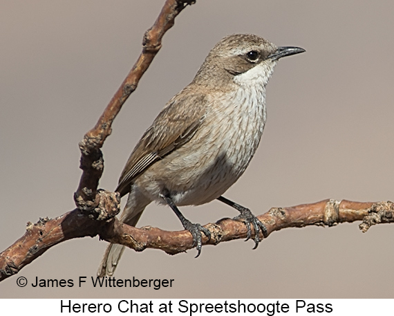 Herero Chat - © James F Wittenberger and Exotic Birding LLC