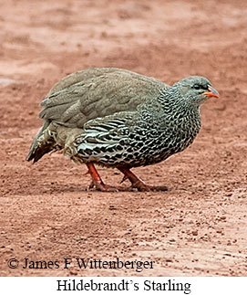 Hildebrandt's Francolin - &copy; James F Wittenberger and Exotic Birding LLC