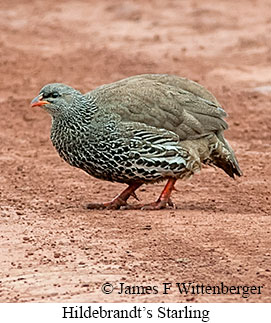 Hildebrandt's Francolin - &copy; James F Wittenberger and Exotic Birding LLC