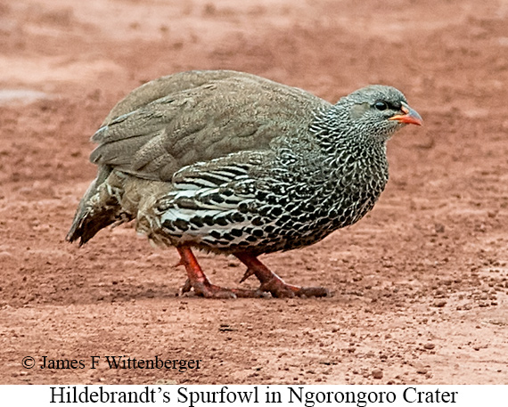Hildebrandt's Francolin - &copy; James F Wittenberger and Exotic Birding LLC