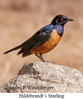 Hildebrandt's Starling - &copy; James F Wittenberger and Exotic Birding LLC