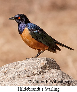 Hildebrandt's Starling - &copy; James F Wittenberger and Exotic Birding LLC