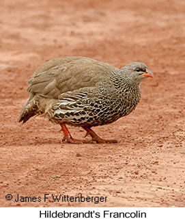 Hildebrandt's Francolin - © James F Wittenberger and Exotic Birding LLC