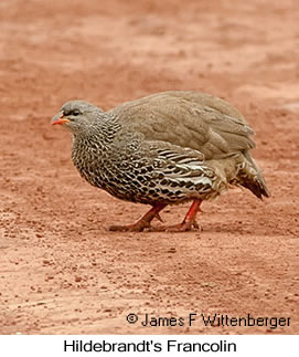 Hildebrandt's Francolin - © James F Wittenberger and Exotic Birding LLC