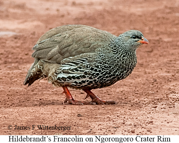 Hildebrandt's Francolin - © James F Wittenberger and Exotic Birding LLC