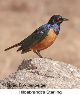 Hildebrandt's Starling - © James F Wittenberger and Exotic Birding LLC