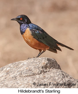 Hildebrandt's Starling - © James F Wittenberger and Exotic Birding LLC