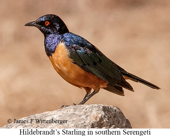 Hildebrandt's Starling - © James F Wittenberger and Exotic Birding LLC