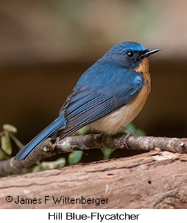 Hill Blue Flycatcher - © James F Wittenberger and Exotic Birding LLC