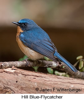 Hill Blue Flycatcher - © James F Wittenberger and Exotic Birding LLC