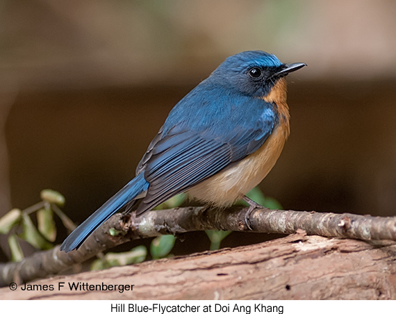 Hill Blue Flycatcher - © James F Wittenberger and Exotic Birding LLC