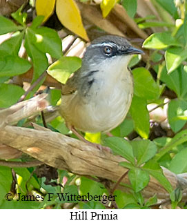 Hill Prinia - © James F Wittenberger and Exotic Birding LLC