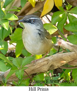 Hill Prinia - &copy; James F Wittenberger and Exotic Birding LLC