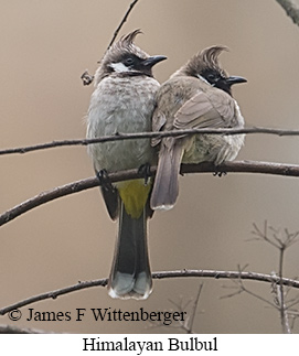 Himalayan Bulbul - © James F Wittenberger and Exotic Birding LLC