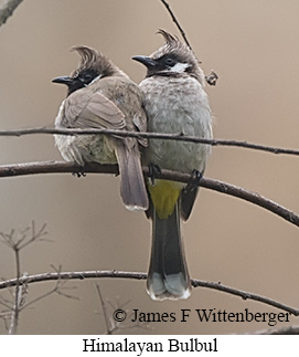Himalayan Bulbul - © James F Wittenberger and Exotic Birding LLC