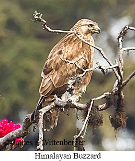 Himalayan Buzzard - © James F Wittenberger and Exotic Birding LLC