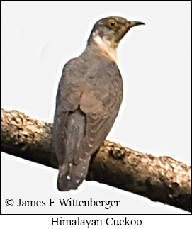 Himalayan Cuckoo - &copy; James F Wittenberger and Exotic Birding LLC