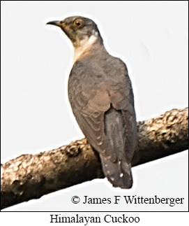 Himalayan Cuckoo - © James F Wittenberger and Exotic Birding LLC