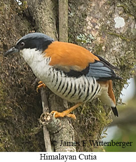 Himalayan Cutia - © James F Wittenberger and Exotic Birding LLC