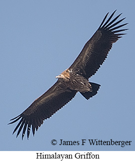 Himalayan Griffon - © James F Wittenberger and Exotic Birding LLC