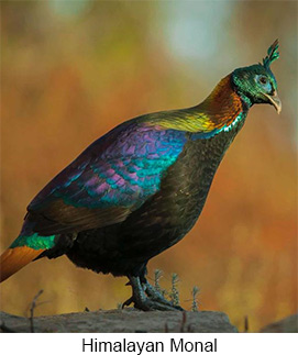 Himalayan Monal - © Hishey Tshering Himalayan Monal - © Hishey Tshering
