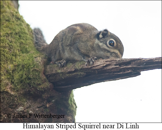 Himalayan Striped Squirrel - © The Photographer and Exotic Birding LLC