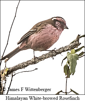 Himalayan White-browed Rosefinch - © James F Wittenberger and Exotic Birding LLC
