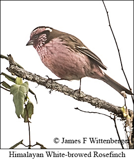 Himalayan White-browed Rosefinch - © James F Wittenberger and Exotic Birding LLC