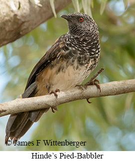 Hinde's Pied-Babbler - © James F Wittenberger and Exotic Birding LLC Hinde's Pied-Babbler - © James F Wittenberger and Exotic Birding LLC