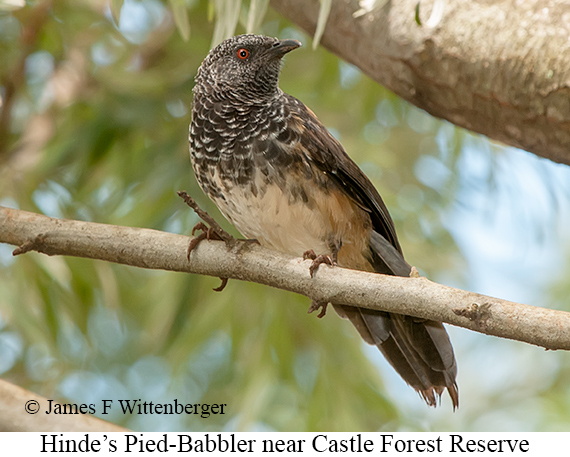 Hinde's Pied-Babbler - © James F Wittenberger and Exotic Birding LLC