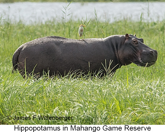 Hippopotamus - © The Photographer and Exotic Birding LLC