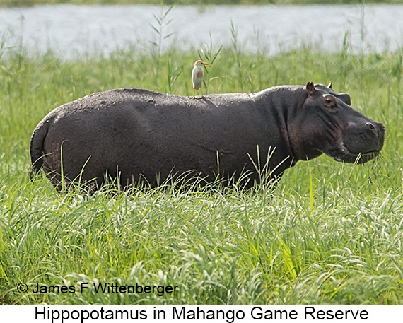 Hippopotamus - © James F Wittenberger and Exotic Birding LLC