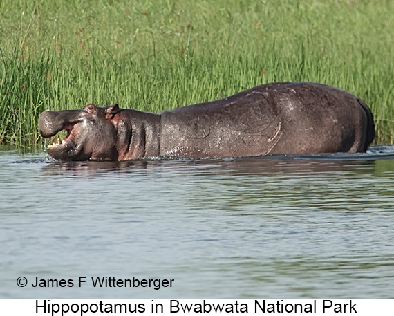 Hippopotamus - © James F Wittenberger and Exotic Birding LLC