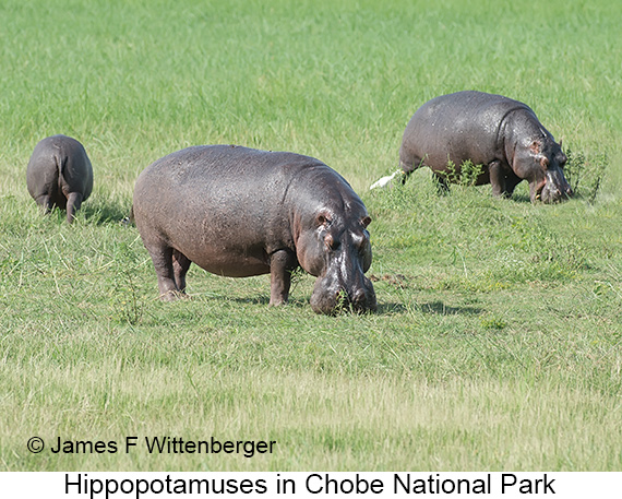 Hippopotamus - © James F Wittenberger and Exotic Birding LLC