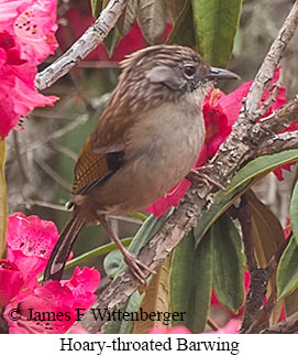 Hoary-throated Barwing - © James F Wittenberger and Exotic Birding LLC