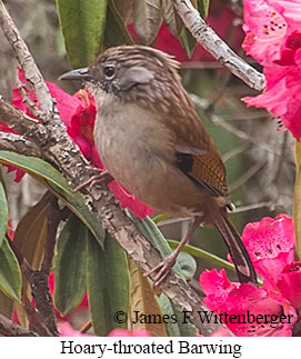 Hoary-throated Barwing - © James F Wittenberger and Exotic Birding LLC Hoary-throated Barwing - © James F Wittenberger and Exotic Birding LLC