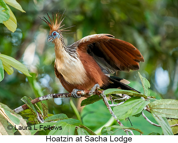 Hoatzin - © James F Wittenberger and Exotic Birding LLC