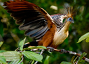 Hoatzin - © James F Wittenberger and Exotic Birding LLC