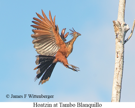 Hoatzin - © James F Wittenberger and Exotic Birding LLC