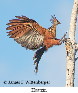 Hoatzin - © James F Wittenberger and Exotic Birding LLC Hoatzin - © James F Wittenberger and Exotic Birding LLC