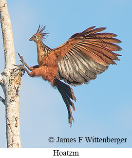 Hoatzin - © James F Wittenberger and Exotic Birding LLC