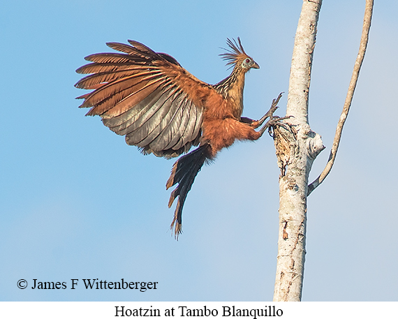 Hoatzin - © James F Wittenberger and Exotic Birding LLC