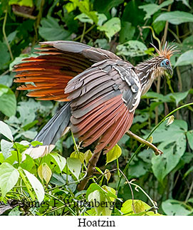 Hoatzin - © James F Wittenberger and Exotic Birding LLC