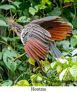Hoatzin - © James F Wittenberger and Exotic Birding LLC