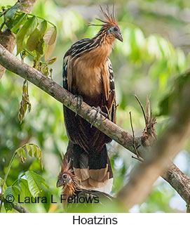 Hoatzin - © Laura L Fellows and Exotic Birding LLC Hoatzin - © Laura L Fellows and Exotic Birding LLC