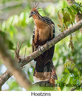 Hoatzin - © Laura L Fellows and Exotic Birding LLC