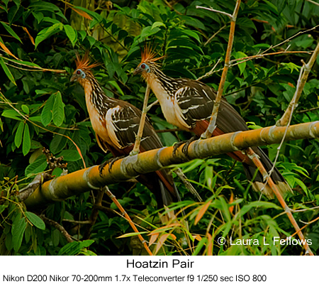 Hoatzin - © Laura L Fellows and Exotic Birding Tours